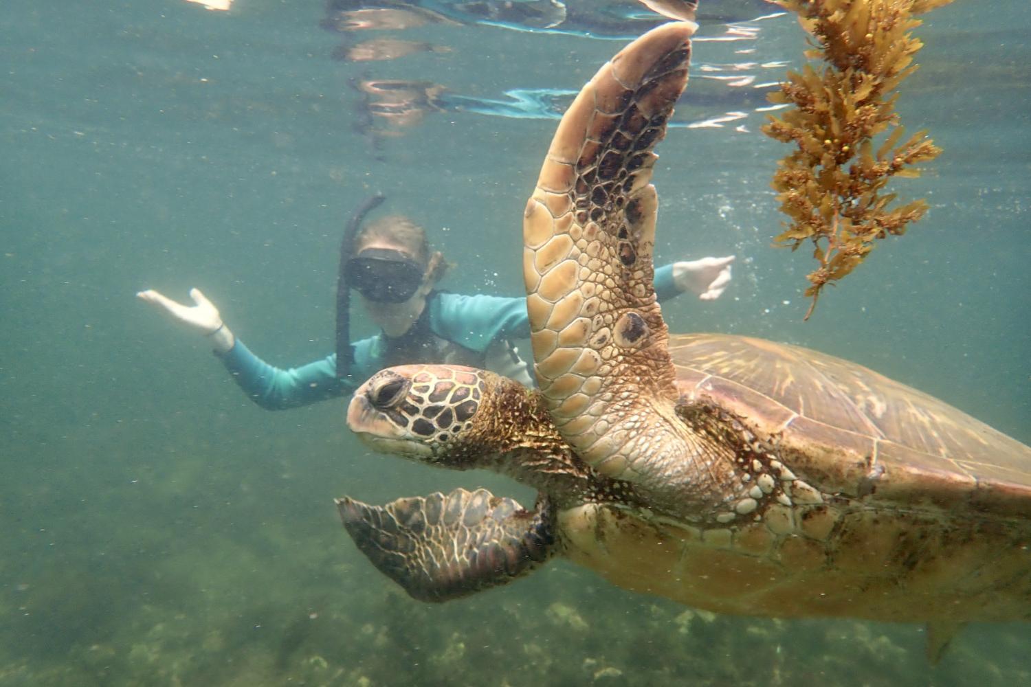 一名<a href='http://w5ut.spreadcrushers.com/'>博彩网址大全</a>学生在Galápagos群岛游学途中与一只巨龟游泳.